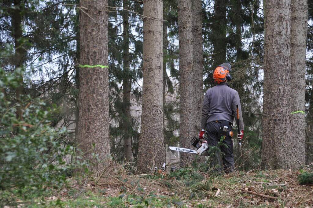 Vendre bois foret chere