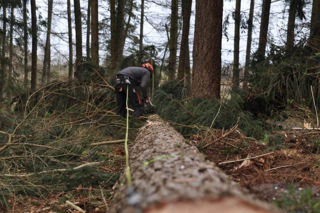 revente de bois de foret